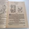 Herbář aneb Bylinář doktora Petra Ondřege Mathiola (1924)