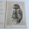 Neandertálci - kapitola z vývojových dějin člověka (1951)