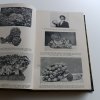 Časopis československých houbařů 1-10 (1919-1920)/ Časopis československých houbařů 1-9 (1920-1921) nekompletní