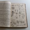 Živa - časopis přírodnický 1-12 (1854)