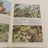 Maliny a ostružiny na zahrádce (1988)