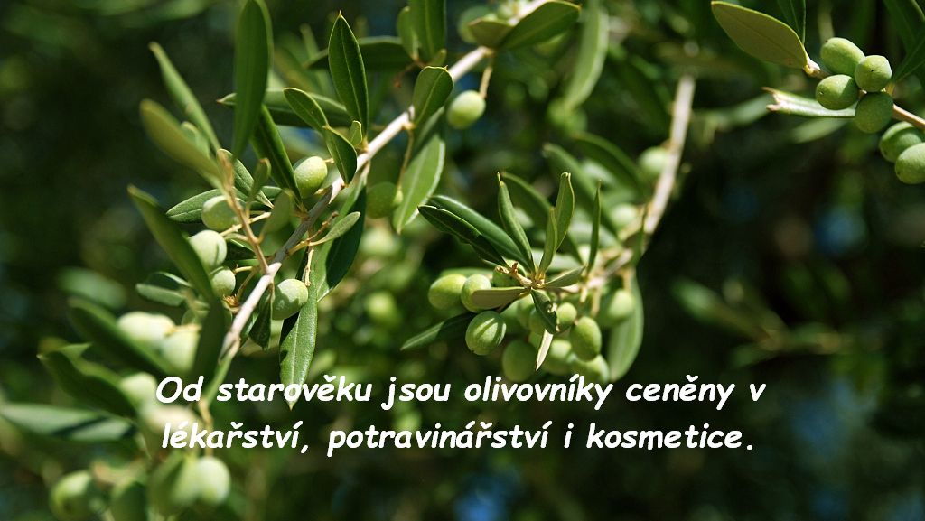 koroneiki
