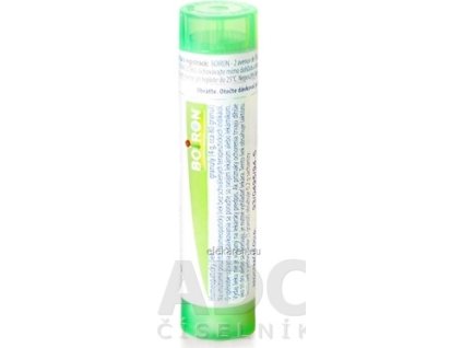 CAULOPHYLLUM THALICTROIDES - 1x4 g