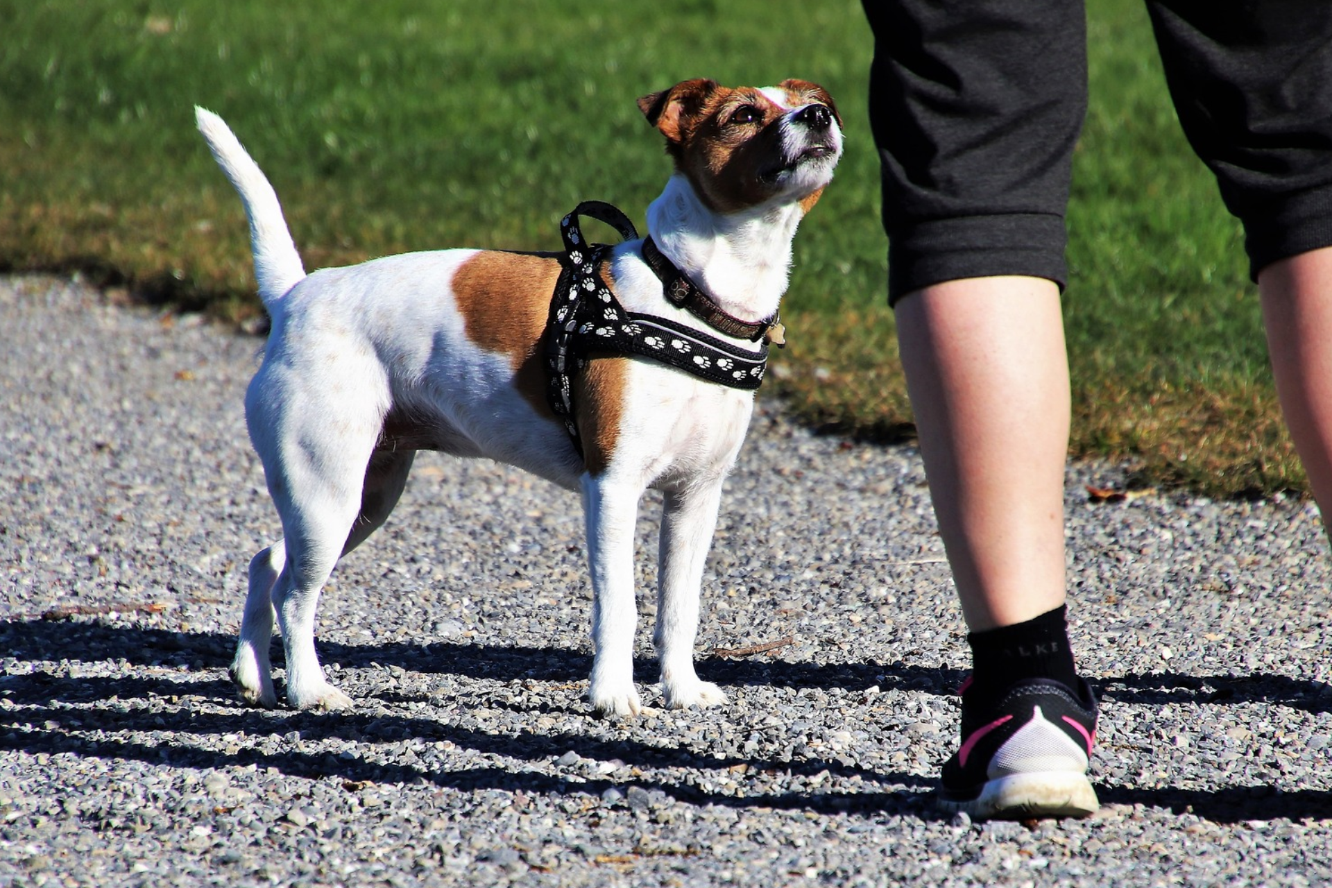 Elektrický obojek pro psa