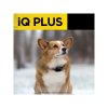 iq plus 3