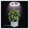 LED GROW pěstební lampa 8 W, časovač, stmívatelná, bílá