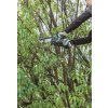 Aku prořezávací pila 150 mm Li-ion XGT 40V,bez aku   Z