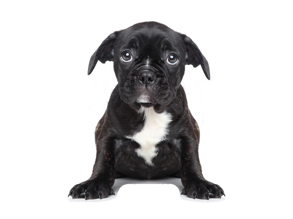 Pastelowe Love Nálepka na zeď – zvířátka – štěňátko Velikost: malá