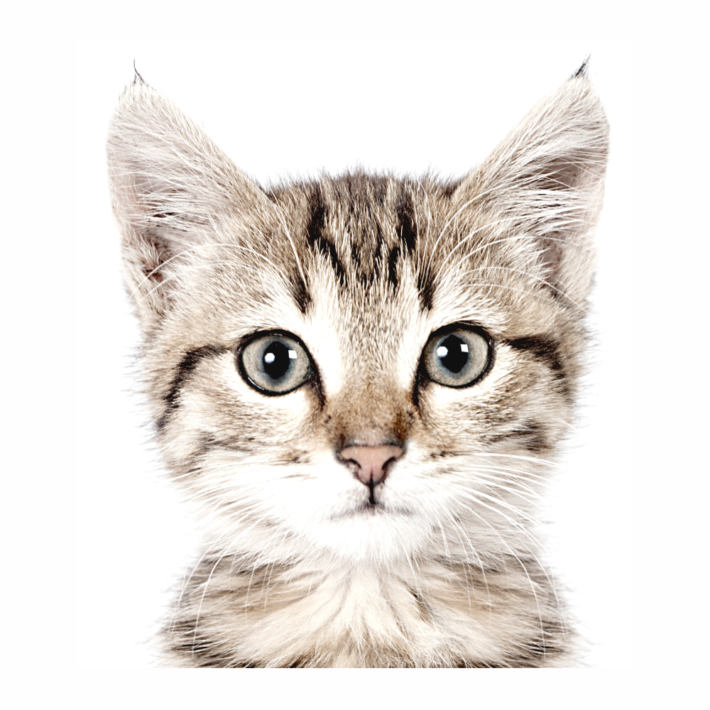 DEKORACJAN Samolepka na zeď – kočička Velikost: L