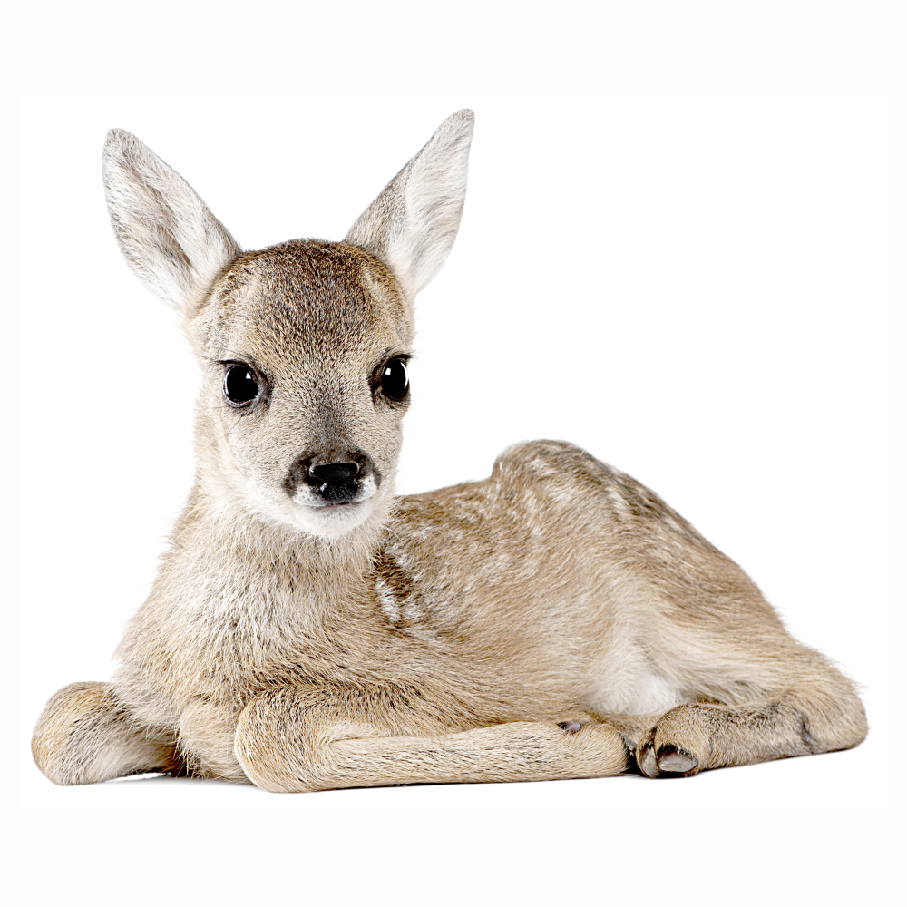 DEKORACJAN Samolepka na zeď – srnečka Velikost: L