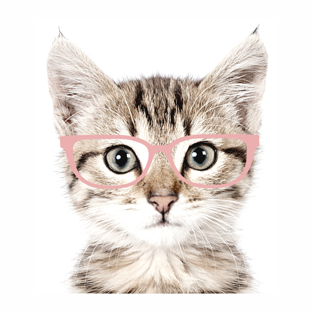 DEKORACJAN Samolepka na zeď – kotě v brýlích Velikost: L