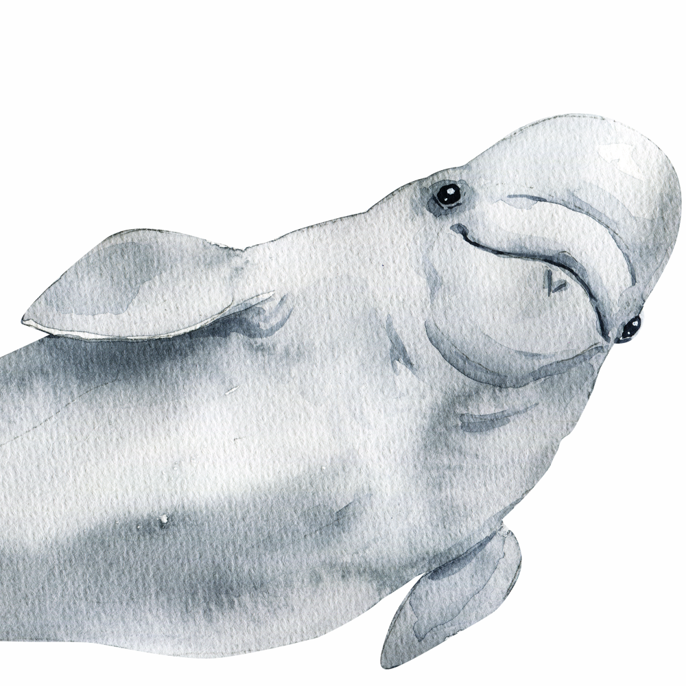 DEKORACJAN Samolepky – Delfíni