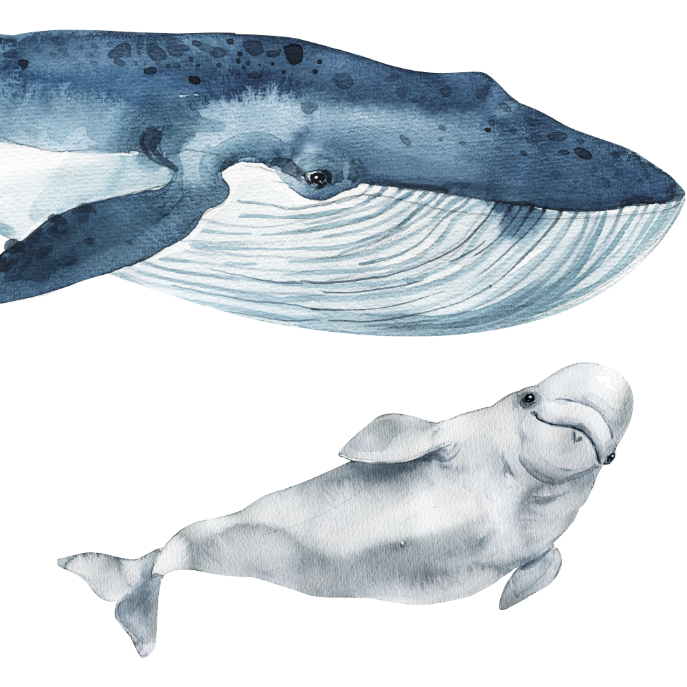 DEKORACJAN Samolepky – Velryby a delfíni