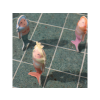 S51DBCHBSL 7