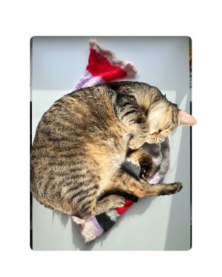 I’m so sorry you need to swipe for actual photos of the scarf, but Zuzana is really cute today 🐈🤎🩵❤️