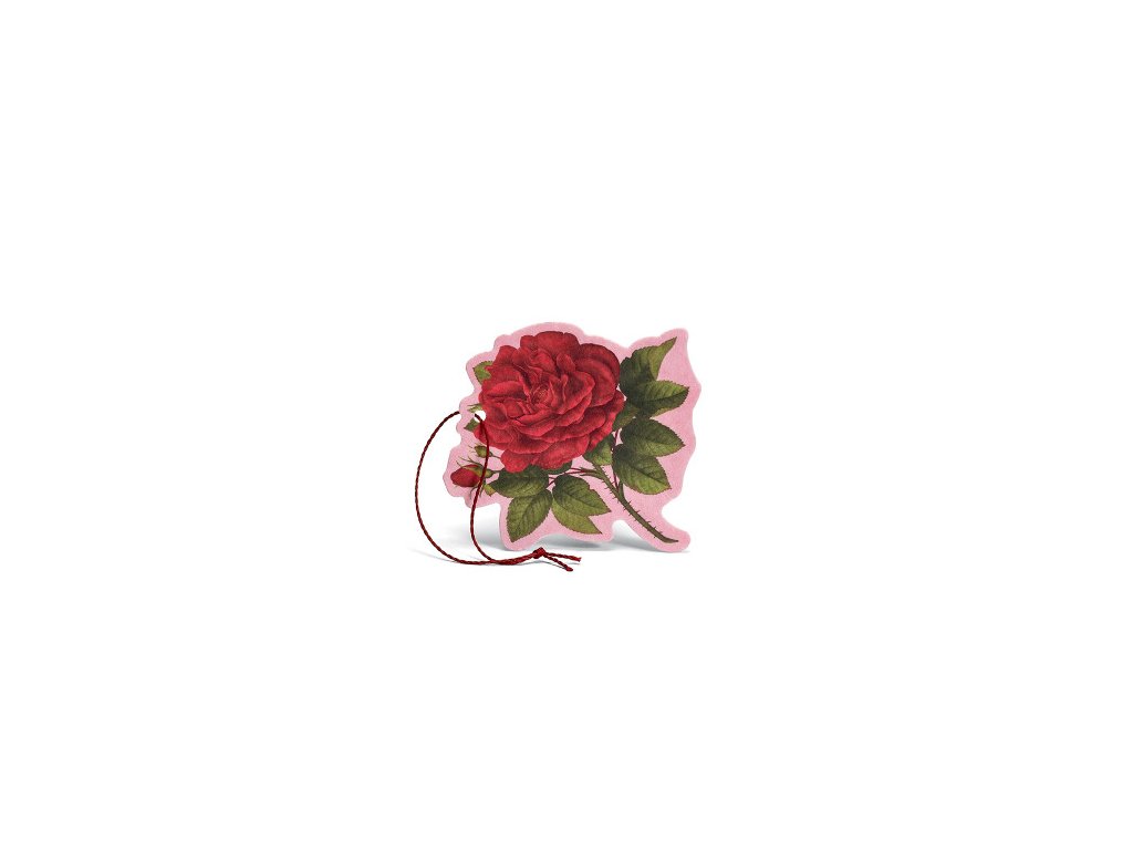 rosa purpurea parfumovaný kvet