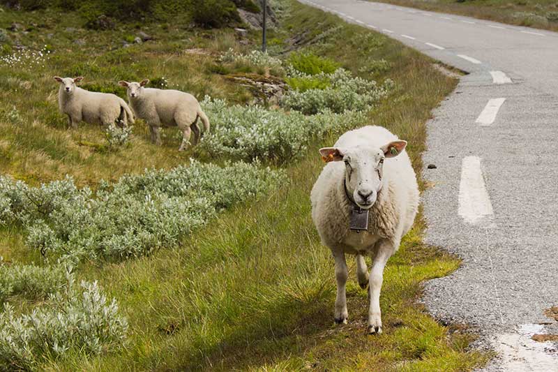 Ovčia vlna Merino – prirodzená voľba pre barefoot papučky a obuv + ako sa starať o ovčiu vlnu