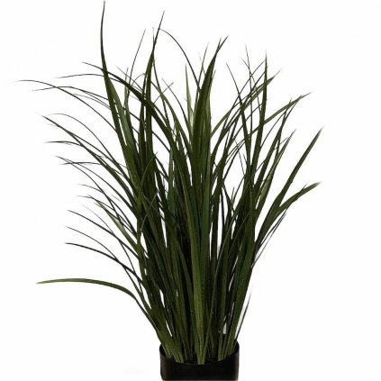 Plant Tall Grass