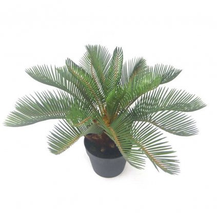 Plant - Palm Cycas