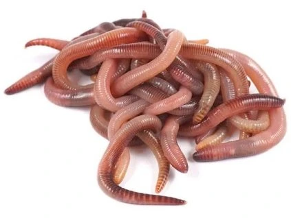 2802 nagy alapértelmezett