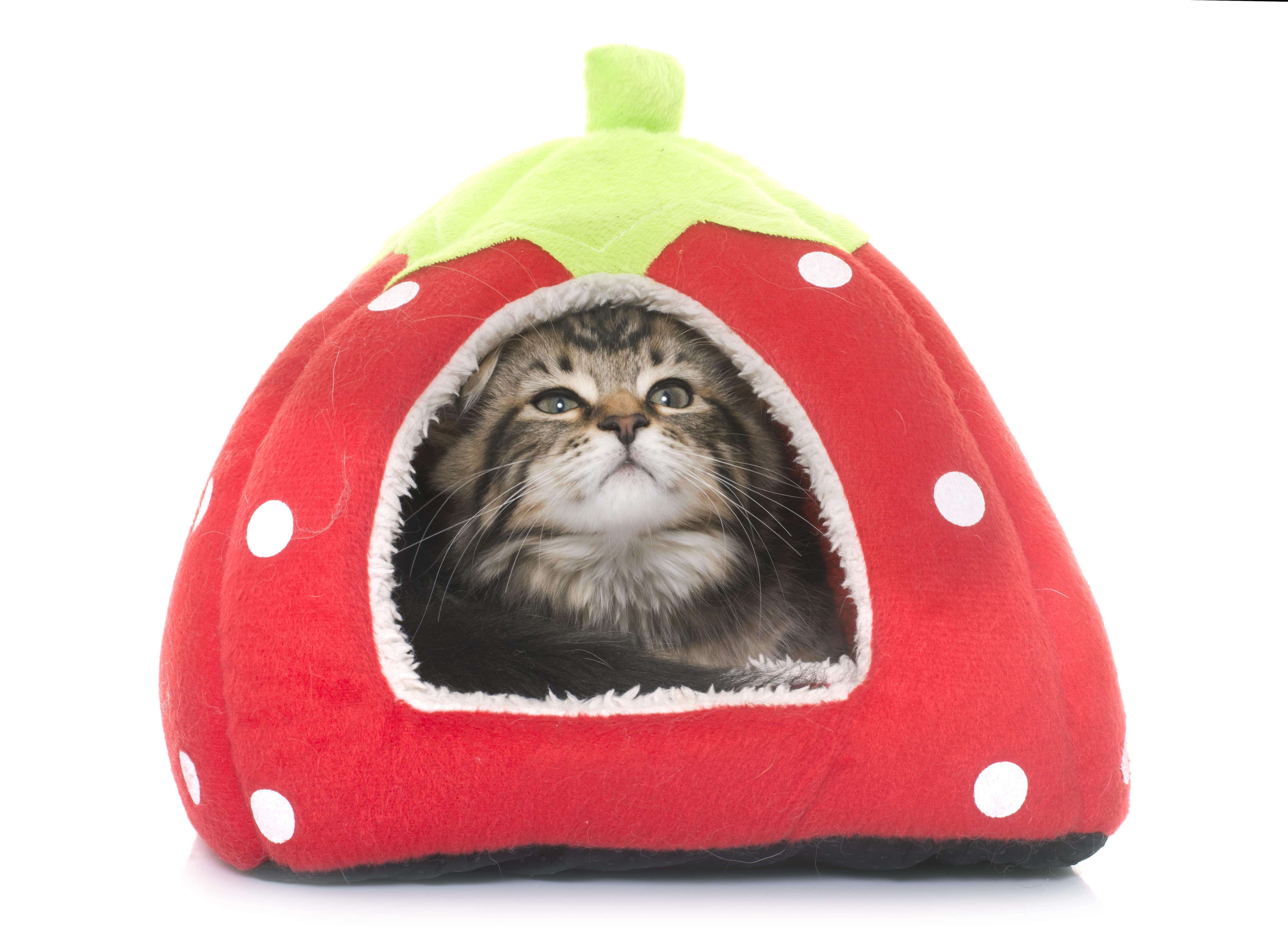 domecek_pro_kocku-min