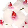 Orchidej ve skleněné nádobě Orchidej ve skleněné nádobě