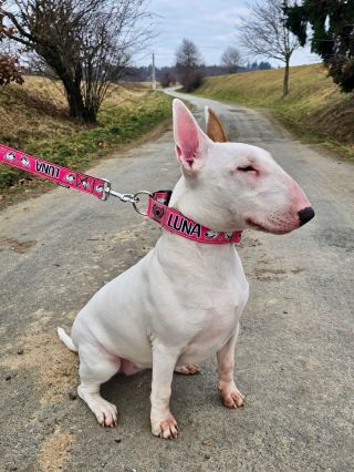 Luna ❤️ https://www.emanbulik.cz/obojek-collar/ . . . . . #jsemEMAN #iamEMAN #bullterrierlovers #collar #dogcollar