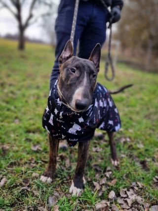 Cinder ❤️ https://www.emanbulik.cz/oblecek-jacket/ . . . . . #jsemEMAN #iamEMAN #bullterrierlovers #dogjacket #oblecekpropsa