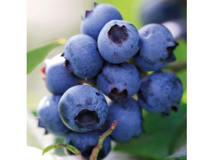 Ochucovacia pasta FunCakes čučoriedka 120g