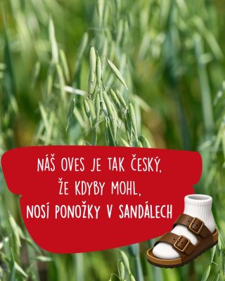 Ano, oves v našich výrobcích opravdu pochází z českých polí. ❤ #emco #schutí #ceskafirma #rodinnafirma