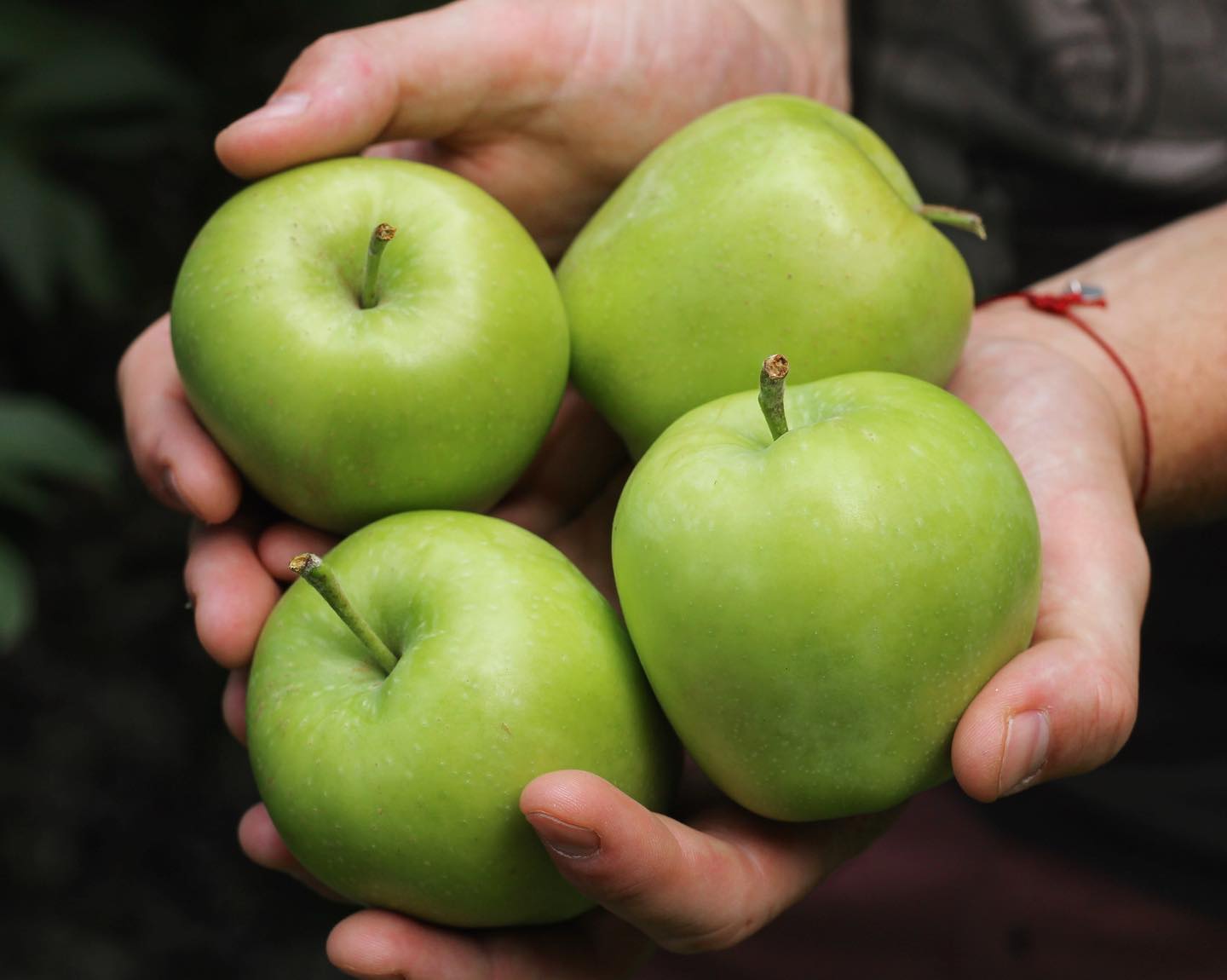 5 liečivých účinkov konzumovania jabĺk. Prečo ich jesť každý deň?