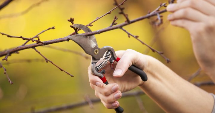 Zimný rez ovocných stromov - ako na to a prečo je dôležitý?