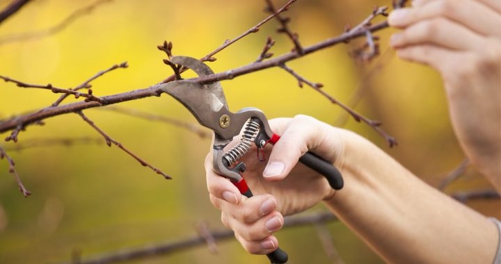 pruning-for-lent-new-image-720x380