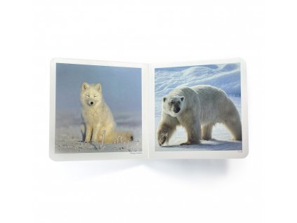 polar animals