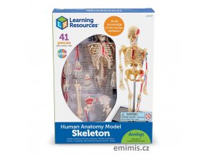 3337 human skeleton anatomy box nbr cnt sh 2