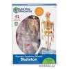 3337 human skeleton anatomy box nbr cnt sh 2