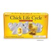 2733 chicklifecycle 22e0b4