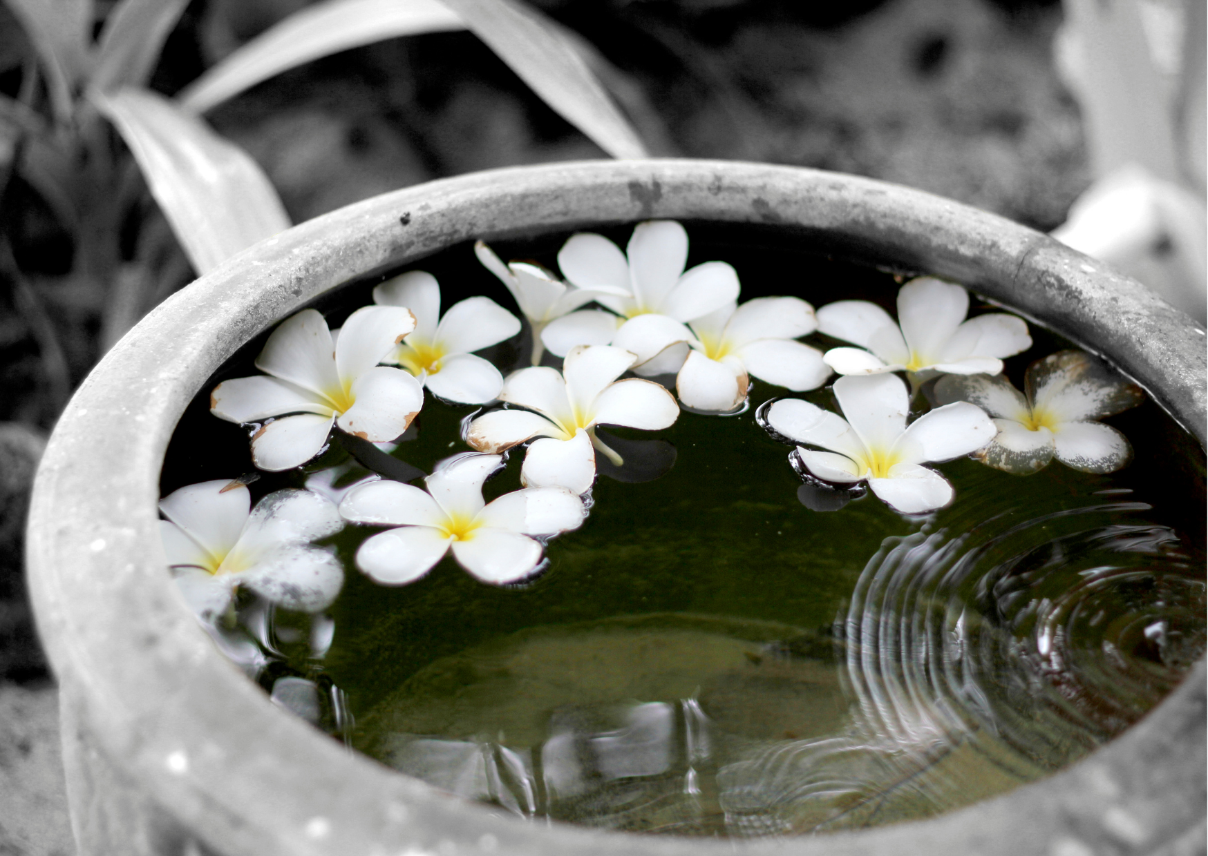 TAJEMSTVÍ TAHITSKÉHO OLEJE MONOI