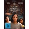 2276592 die saat des heiligen feigenbaums dvd