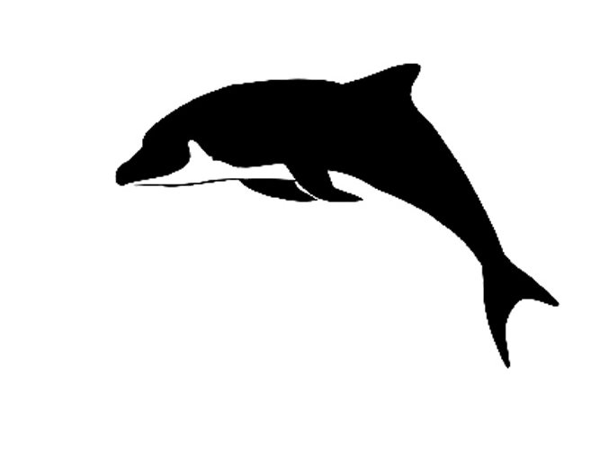 Dolphin 2