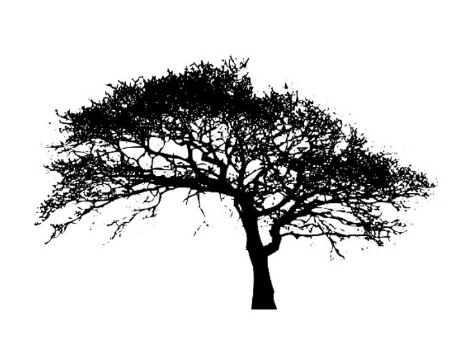 Oak 2