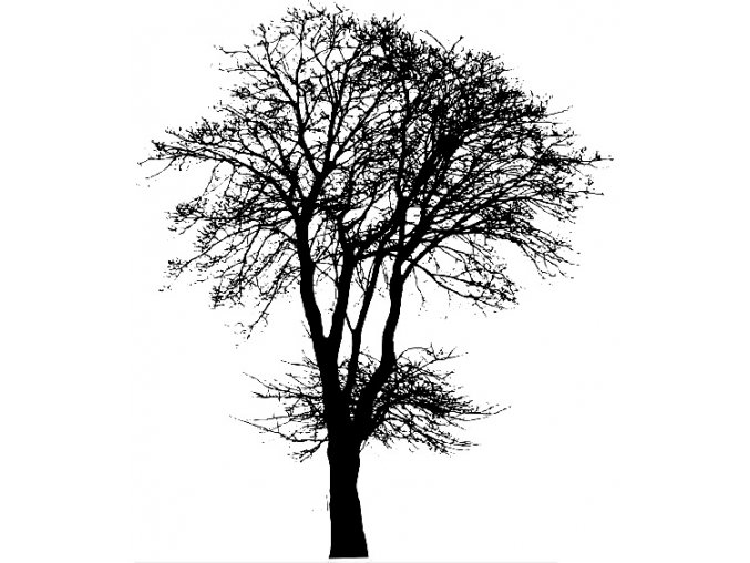 Ash tree 2
