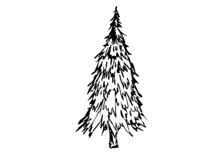 Fir tree 2