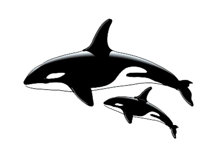 Orca whales 2
