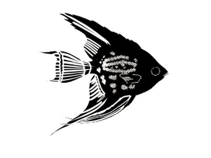 Angel fish 2