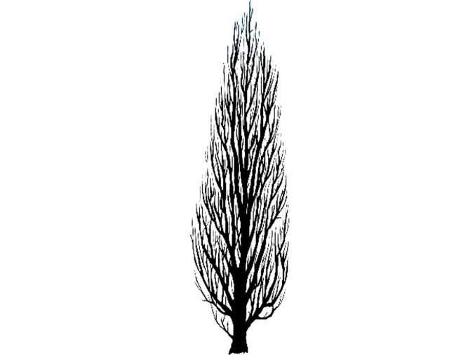 Tree Poplar 2