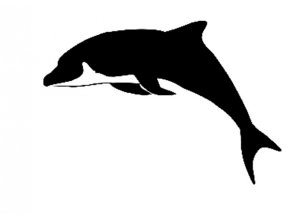 Dolphin 2