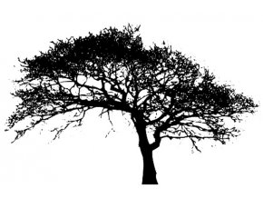 Oak 2