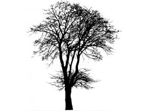 Ash tree 2