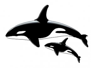 Orca whales 2